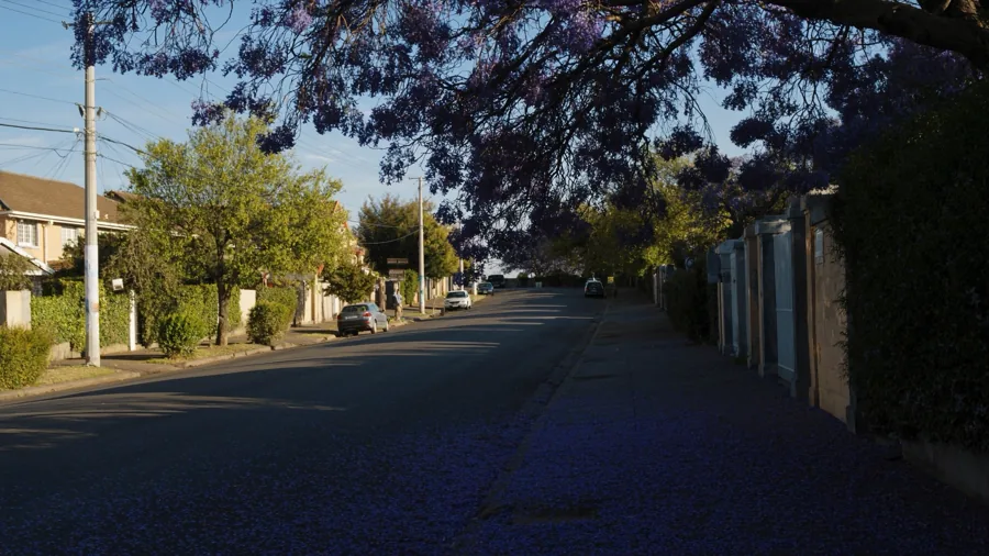 A jacaranda-lined street in Waterkloof Ridge, Pretoria